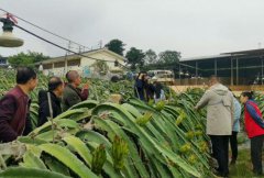 县火龙果产业高质量发展为乡村振兴提供坚强的科技支撑